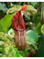 Nepenthes petiolata x veitchii – assorted clones: BE-4047 - 4805