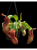Nepenthes petiolata x veitchii – clones assortis: BE-4047 - 4806
