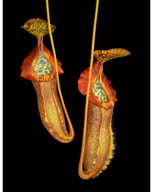 Nepenthes spathulata x...