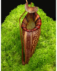 Nepenthes talangensis x...