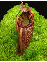 Nepenthes talangensis x spectabilis BE-4063 - 4815