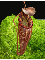 Nepenthes talangensis x spectabilis BE-4063 - 4816