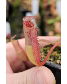 (Nepenthes platychila x veitchii) x (Nepenthes lowii x ephippiata)