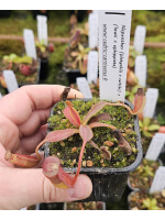 (Nepenthes platychila x veitchii) x (Nepenthes lowii x ephippiata) - 4826