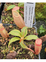 Nepenthes veitchii candy...