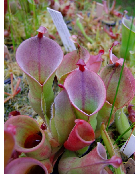 Heliamphora heterodoxa x minor