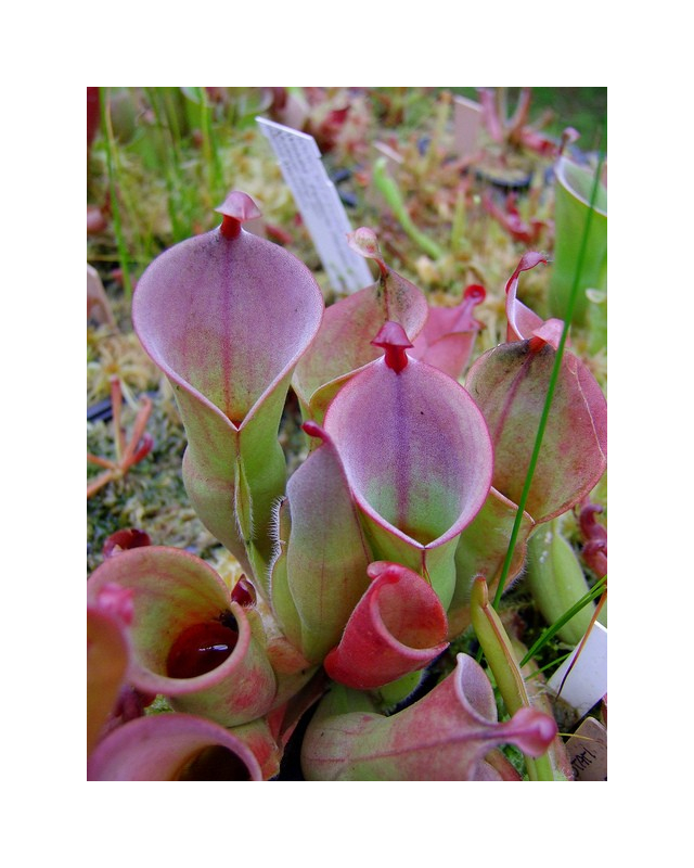 Heliamphora heterodoxa x minor