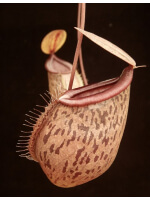 Nepenthes (hamata x glabrata) x N. tenuis BE-3985 - 4836