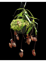 Nepenthes (hamata x glabrata) x N. tenuis BE-3985 - 4837