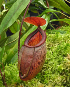 Nepenthes (hamata x glabrata) x N. tenuis BE-3985