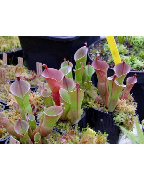 Heliamphora heterodoxa x minor