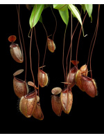 Nepenthes (hamata x glabrata) x N. tenuis BE-3985 - 4840