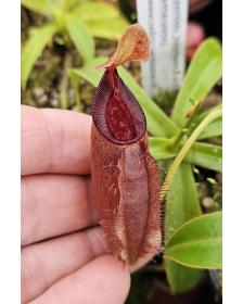 NepeNepenthes talangensis x (lowii x tentaculata) BE-4573