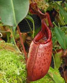 Nepenthes peltata x...