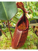 Nepenthes peltata x (veitchii x lowii) BE-4516 - 4843