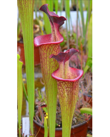 SXM63 S.x Moorei -- ‘’Elizabeth Aydon’’, (H193,MK) x SXM61 S.x Moorei -- “Timothy King”