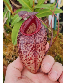 Nepenthes sibuyanensis x...