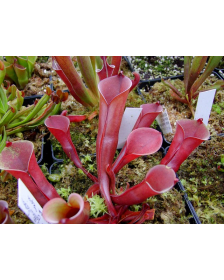 Heliamphora folliculata (Aparaman Tepui, Venezuela)