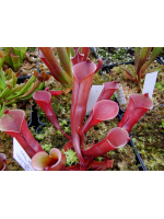 Heliamphora folliculata (Aparaman Tepui, Venezuela) Heliamphora folliculata (Aparaman Tepui, Venezuela)