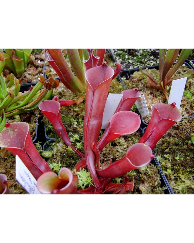 Heliamphora folliculata (Aparaman Tepui, Venezuela) Heliamphora folliculata (Aparaman Tepui, Venezuela)