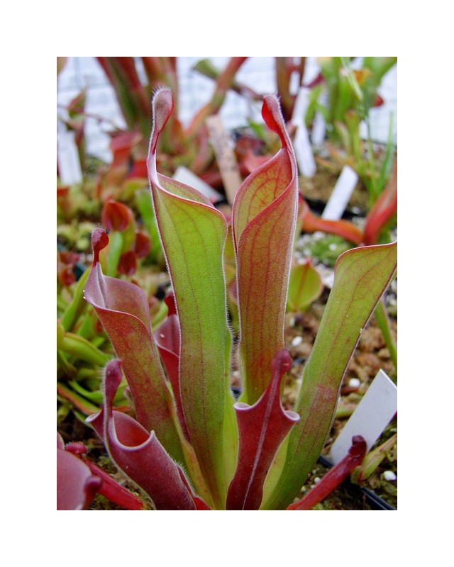 Heliamphora neblinae var. parva