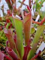 Heliamphora neblinae var. parva