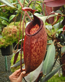 Nepenthes peltata --...