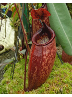 Nepenthes peltata -- selected clone BE-4613 - 4911