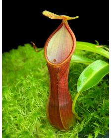 Nepenthes singalana x reinwardtiana BE-4538
