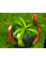 Nepenthes singalana x reinwardtiana: BE-4538 - 4917