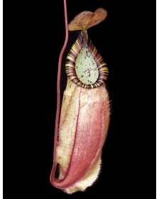 Nepenthes spectabilis x viking