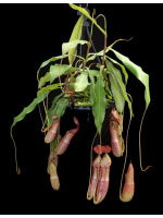 Nepenthes spectabilis x viking: BE-4523 - 4919