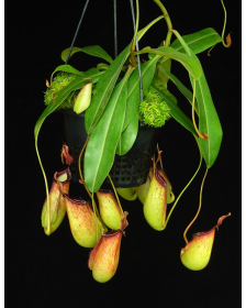 Nepenthes ampullaria x fusca