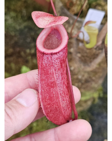 Nepenthes tenuidon