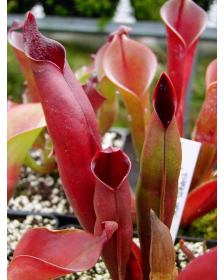 Heliamphora sarracenioides (Gran Sabana)