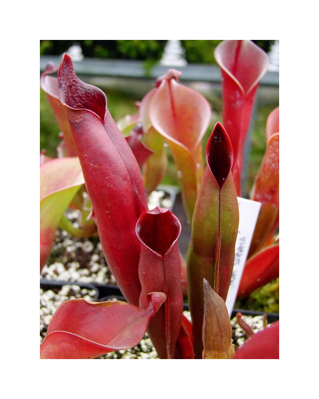 Heliamphora sarracenioides (Gran Sabana) Heliamphora sarracenioides (Gran Sabana)