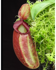 Nepenthes spathulata x ampullaria 'red clone' BE-4073