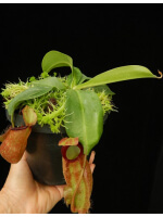 Nepenthes spathulata x ampullaria 'red clone' BE-4073 - 4955