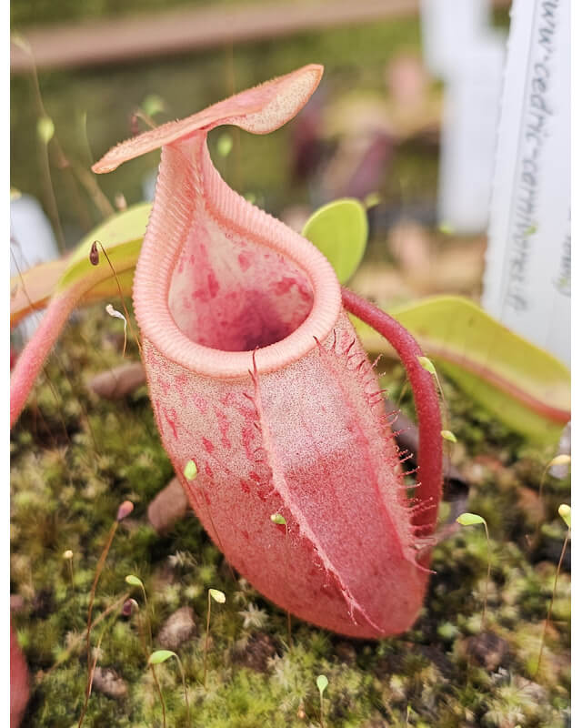 (N.veitchii x mira) orange clone x (N.campanulata x lowii)-Nepenthes highland