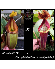 Nepenthes Nepenthes...