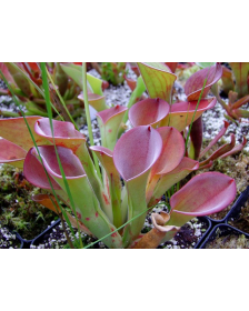 Heliamphora exappendiculata (Amuri tepui)