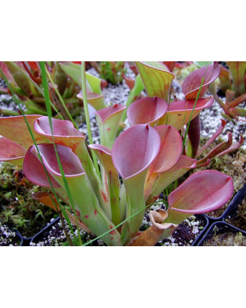 Heliamphora exappendiculata (Amuri tepui)