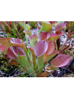 Heliamphora exappendiculata (Amuri tepui)