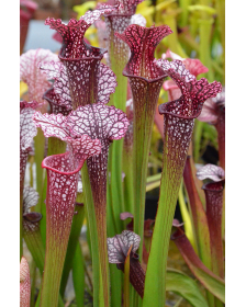 Sarracenia x Moorei -- marston