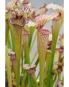 Sarracenia x Moorei -- Fine...