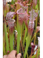 S.x Moorei -- Pensacola Fields, FL (WS) MS, (H173,MK) - 4986