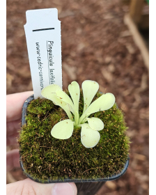 Pinguicula laxifolia