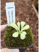 Pinguicula laxifolia