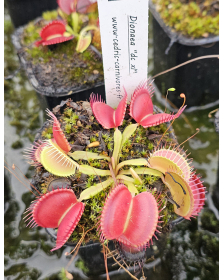 Dionaea 'DC XL'