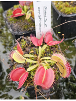 Dionaea 'DC XL'